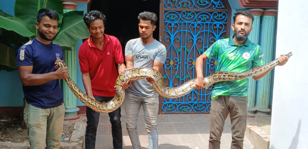 বোয়ালখালীতে লোকালয়ে আসা ১২ ফুট লম্বা অজগর উদ্ধার 