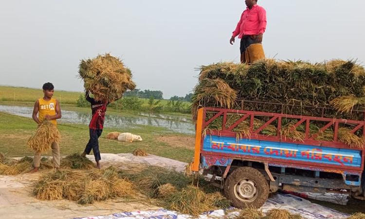 সুনামগঞ্জে বোরো ধান কাটতে ব্যস্ত ১লাখ ৭২ হাজার শ্রমিক
