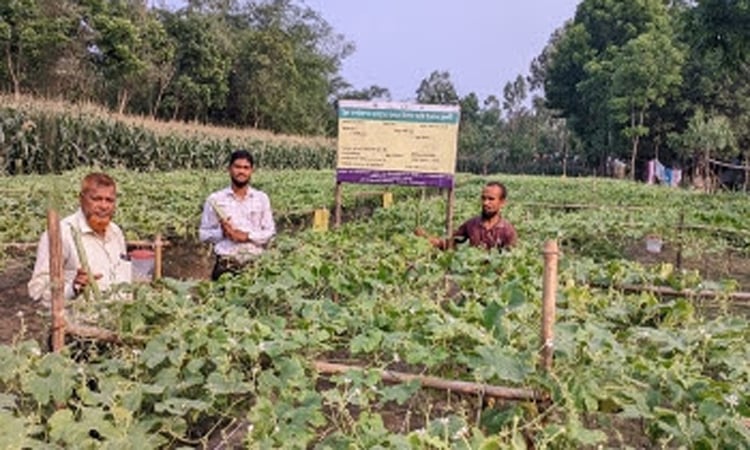 খানসামায় বিষমুক্ত সবজি চাষে সফল কৃষক নুরুল