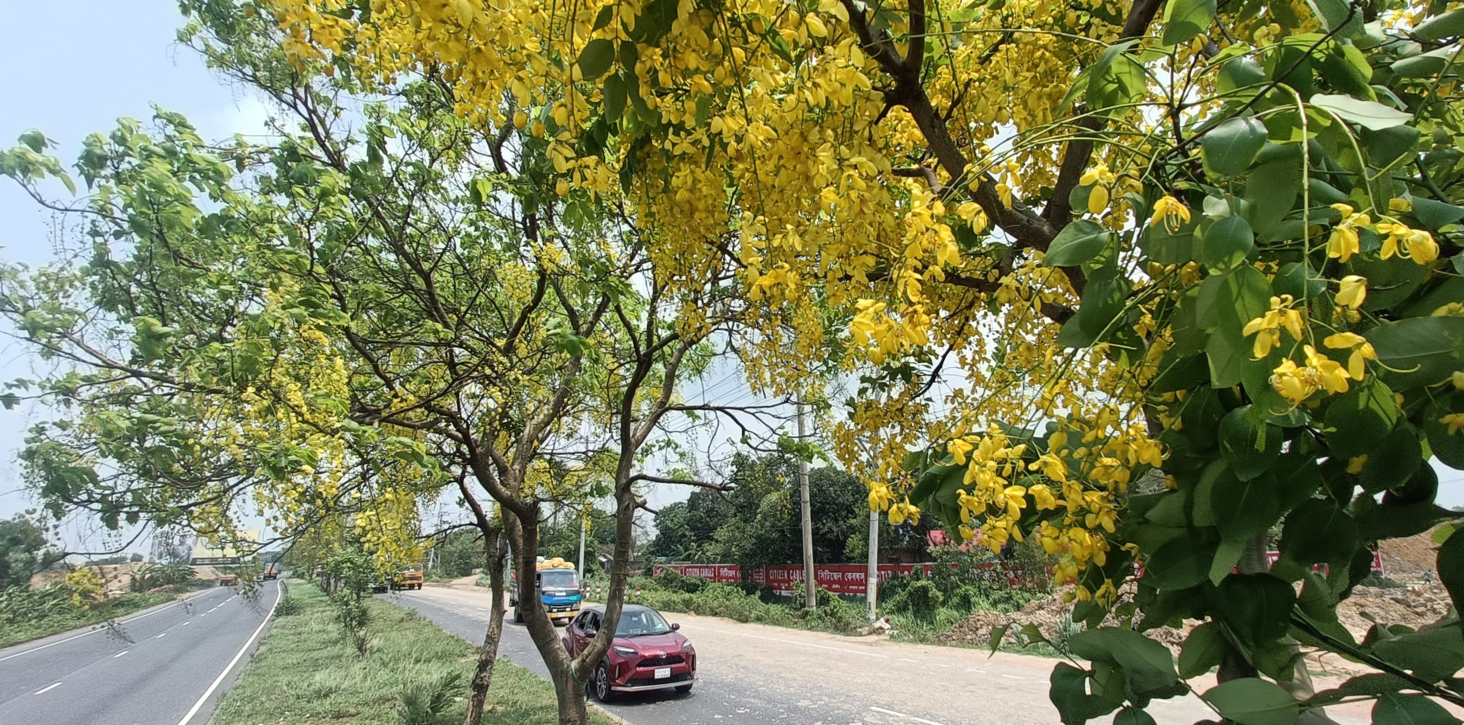 সোনালুর সোনালী আভায় মনোমুগ্ধকর ঢাকা-চট্টগ্রাম মহাসড়ক