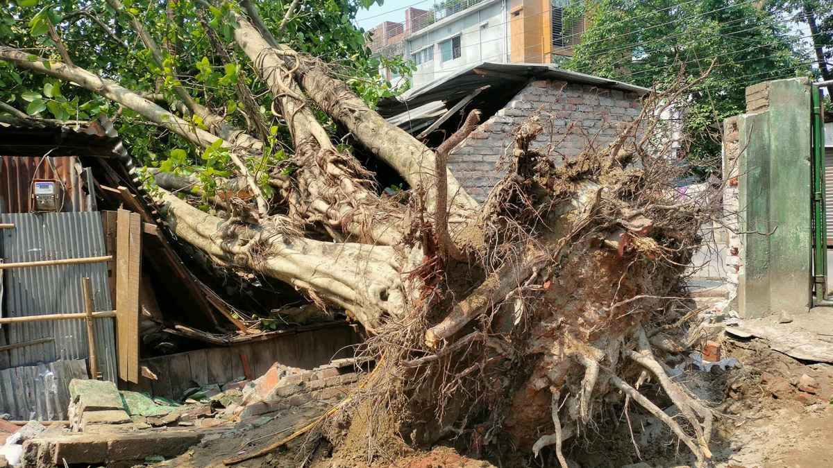 রংপুরে কালবৈশাখী ঝড়ে ফসলের ক্ষয়ক্ষতি