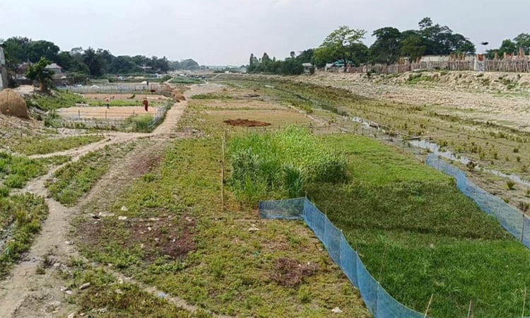 নেত্রকোনার হাওরাঞ্চলের পিয়াইন নদী এখন ফসলের মাঠ