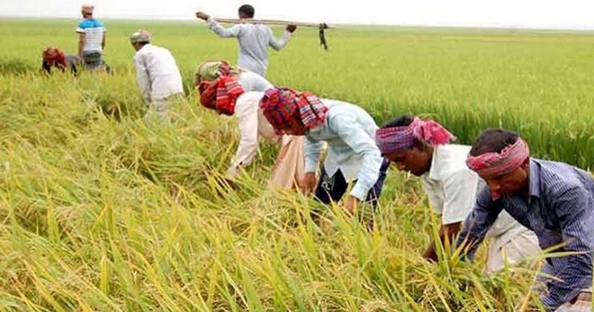 সিলেট হাওর অঞ্চলের ৮৫ ভাগ ধান কাটা শেষ 