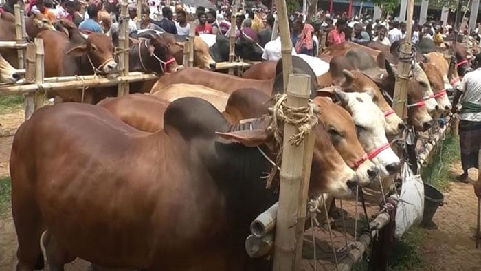 মেরাদিয়ায় পশুর হাট বসানোর সিদ্ধান্ত স্থগিত হাইকোর্টের