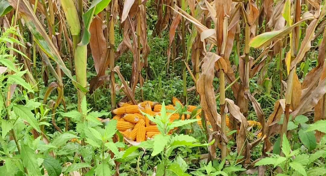 নেত্রকোনায় ভুট্টা চাষ করে লাভবান হচ্ছেন কৃষকরা