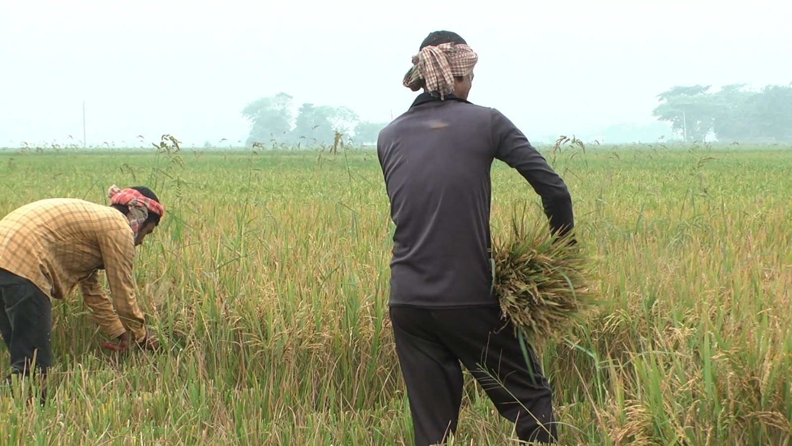 চলতি বোরো মৌসুমে ধানের অধিক ফলনের সম্ভাবনা
