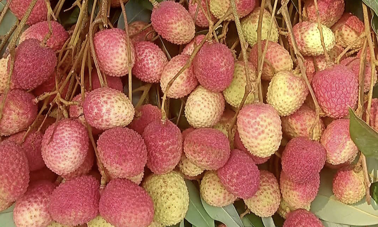 রাজশাহীর বাজারে এসেছে রসালো ফল লিচু, দাম চড়া