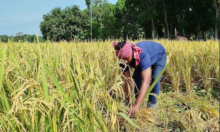 নড়াইলে বোরো ধানের অধিক ফলন 
