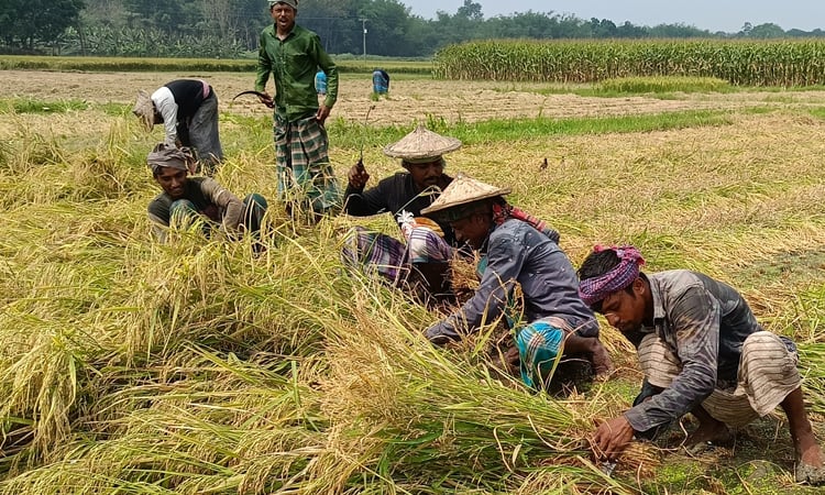 চুয়াডাঙ্গার ৪ উপজেলায়  বোরো ধান কাটার উৎসব