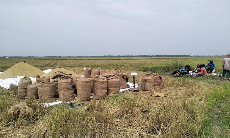নেত্রকোনায় হাওরের ৮৭ ভাগ বোরোধান কাটা শেষ, স্বস্তিতে কৃষক