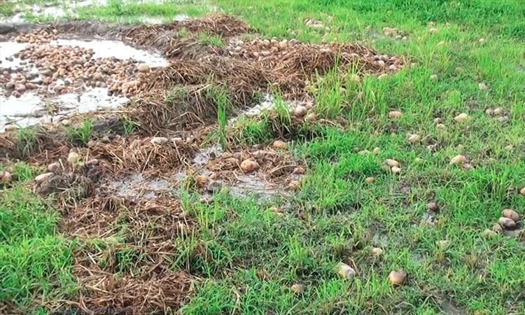 গলাচিপায় হিমাগারের অভাবে নষ্ট হচ্ছে প্রায় তিন হাজার মেট্রিক টন আলু