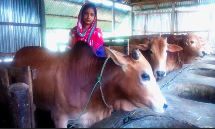 দিনাজপুরে কোরবানি ঈদকে সামনে রেখে ব্যস্ত মুরারীপুর গ্রামের গরু খামারিরা