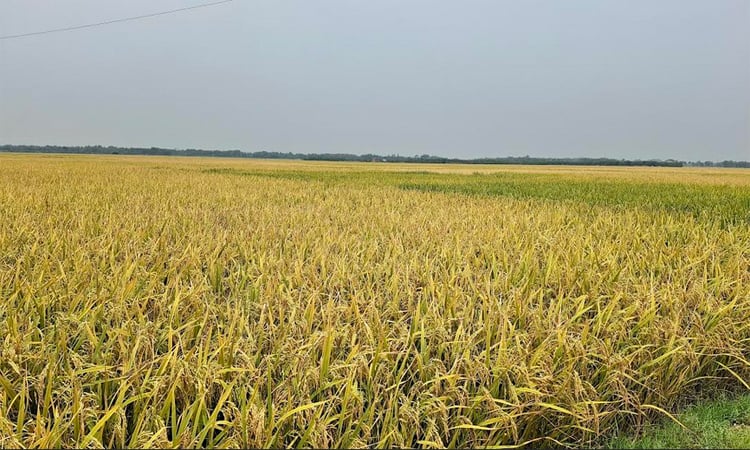 ঝিনাইদহে বোরো ধানের অধিক ফলন, কৃষকের মুখে হাসি