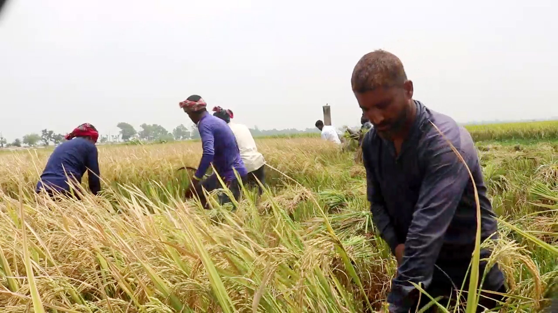 বরেন্দ্র জেলা নওগাঁয় বোরো ধান কাটা শুরু : ভালো ফলন ও দামে খুশি কৃষক