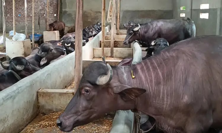 দিনাজপুরের হাকিমপুরে বাণিজ্যিক ভাবে গড়ে উঠেছে মহিষের খামার