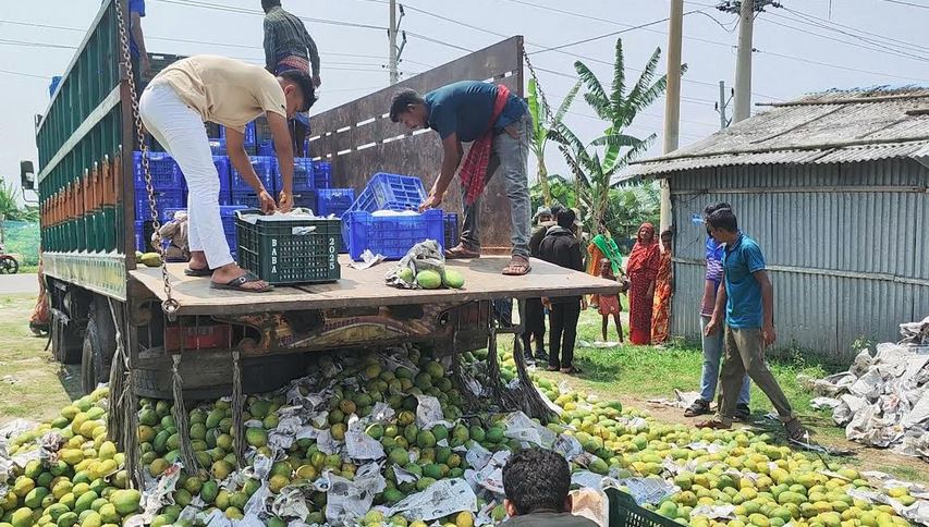 সাতক্ষীরায় ট্রাক ভর্তি অপরিপক্ক আম জব্দ