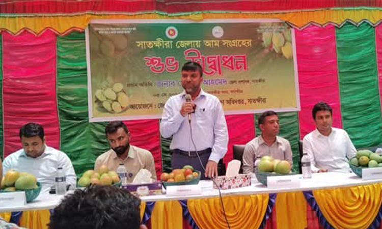 সাতক্ষীরায় আম সংগ্রহ শুরু 