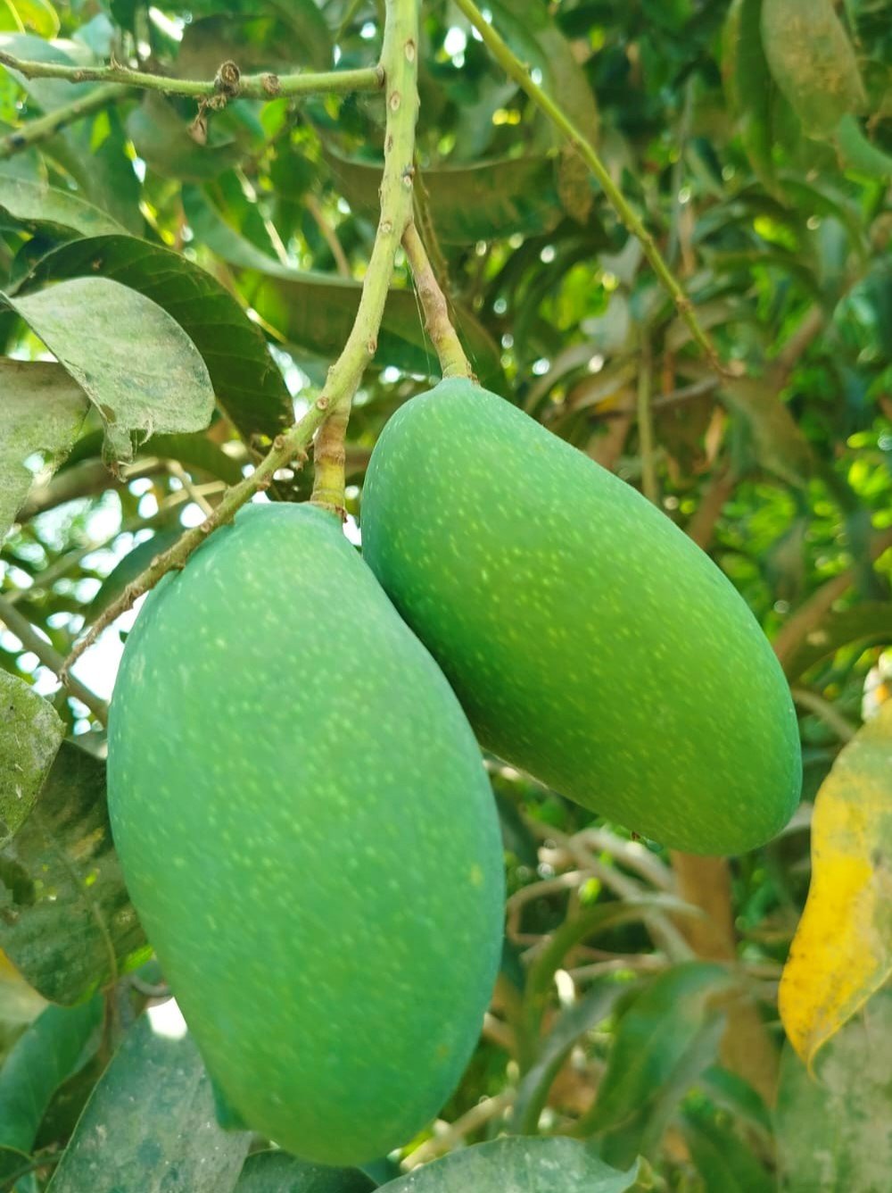 জিআই সনদ পেয়েছে নওগাঁর নাক ফজলি আম