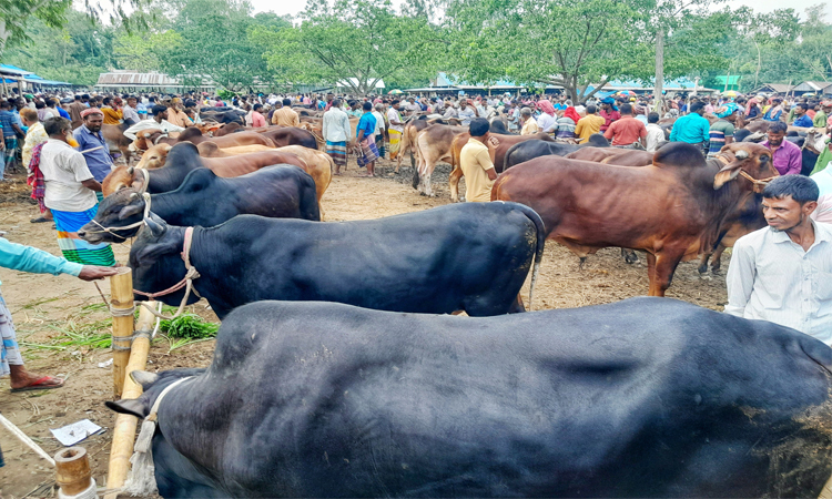 লালমনিরহাটে জমে উঠেছে পশুর হাট