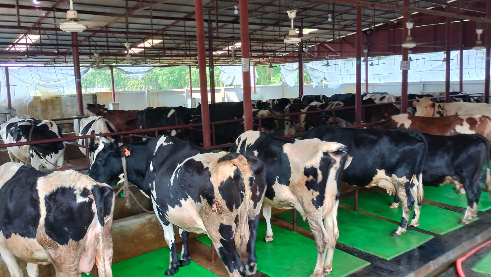 হবিগঞ্জে কোরবানিকে সামনে রেখে চলছে গরু মোটাতাজাকরণ