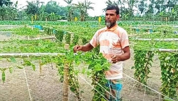 মাচায় দেশি পটল চাষ করে স্বাবলম্বী বিরলের কৃষক এনতাজুল