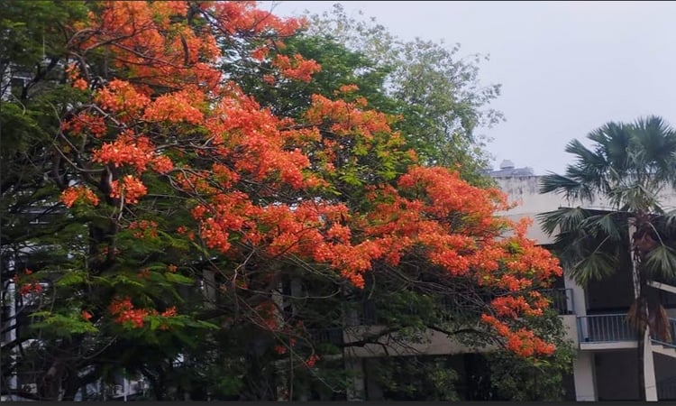 আগুনরঙা কৃষ্ণচূড়ায় সেজেছে জবি ক্যাম্পাস