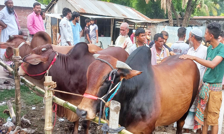 নাটোরের উদ্বৃত্ত লক্ষাধিক কোরবানির পশু যাবে সারাদেশে