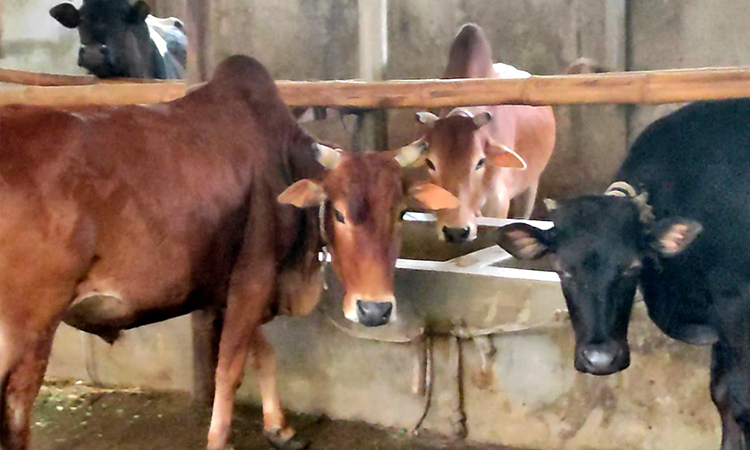 চাঁদপুরে ঈদুল আযহায় চাহিদার তুলনায় গবাদিপশু সংকট 