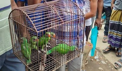 ফেসবুকে বিজ্ঞাপন দিয়ে পাখি বিক্রির চেষ্টাকালে বিক্রেতাকে ২৫ হাজার টাকা অর্থদণ্ড