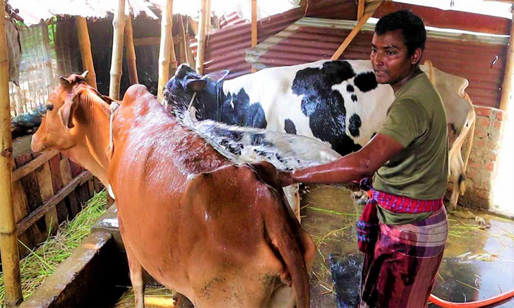 টিউশনির টাকায় গরুর খামার করে সফল রায়হান