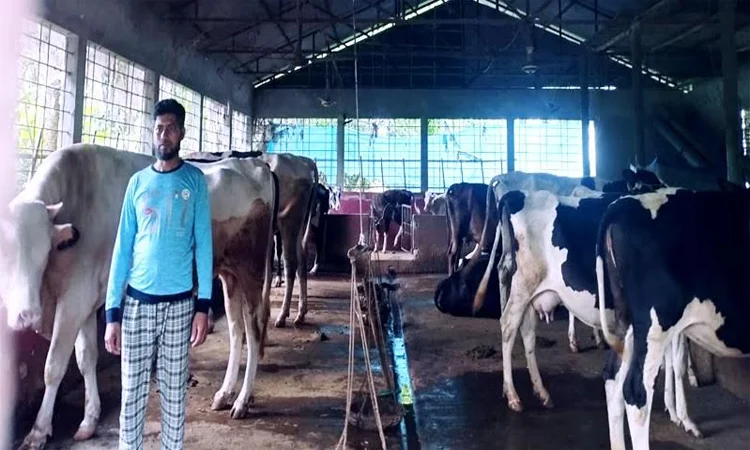 রংপুরে সফল দুগ্ধ খামারি শিক্ষিত যুবক মাহমুদুল