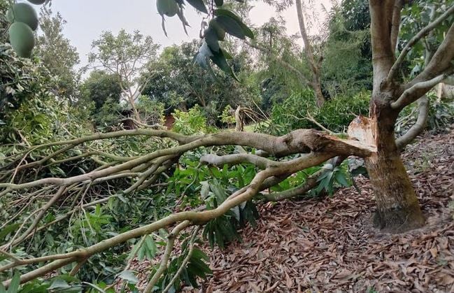 খাগড়াছড়িতে কালবৈশাখী ঝড়ে আমের ব্যাপক ক্ষতি