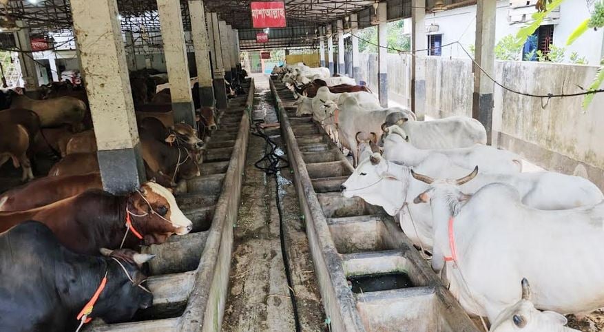 ভারতীয় গরু প্রবেশ না করায় খুশি কুমিল্লার খামারিরা, রয়েছে উদ্বৃত্ত কোরবানির পশু