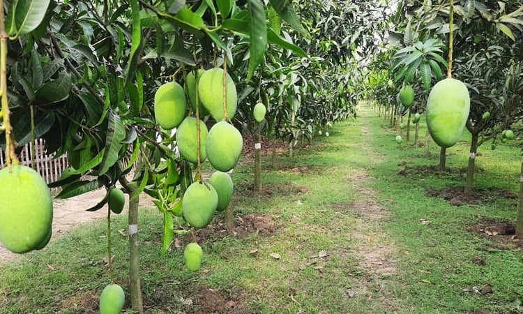 রাজশাহীতে আগামীকাল থেকে আম সংগ্রহ শুরু