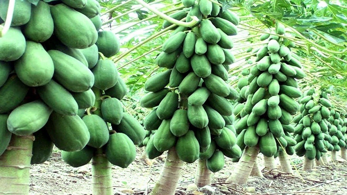 সিঙ্গাইরে জনপ্রিয় হচ্ছে পেঁপে চাষ