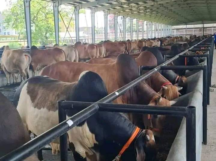 বাগেরহাটে কোরবানির জন্য প্রস্তুত ৮৫ হাজার ৪৮ পশু 