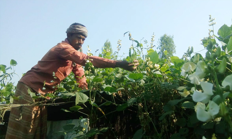 বসতবাড়িতে মাছ ও সবজি চাষ অপুষ্টি প্রতিরোধে সহায়ক হতে পারে 