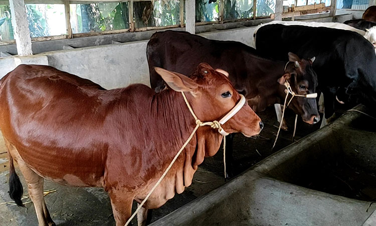 পটুয়াখালীতে কোরবানির জন্য প্রস্তুত ১ লাখ ৩৩ হাজার পশু