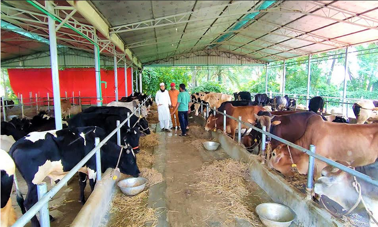 নওগাঁয় প্রস্তুত প্রায় ৮ লাখ পশু, উদ্বৃত্ত ১২ হাজার কোটি টাকার সম্পদ