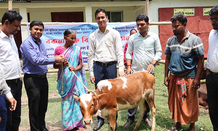 নাটোরের সিংড়ায় ক্ষুদ্র নৃ-গোষ্ঠী পরিবারের মাঝে বকনা গরু বিতরণ