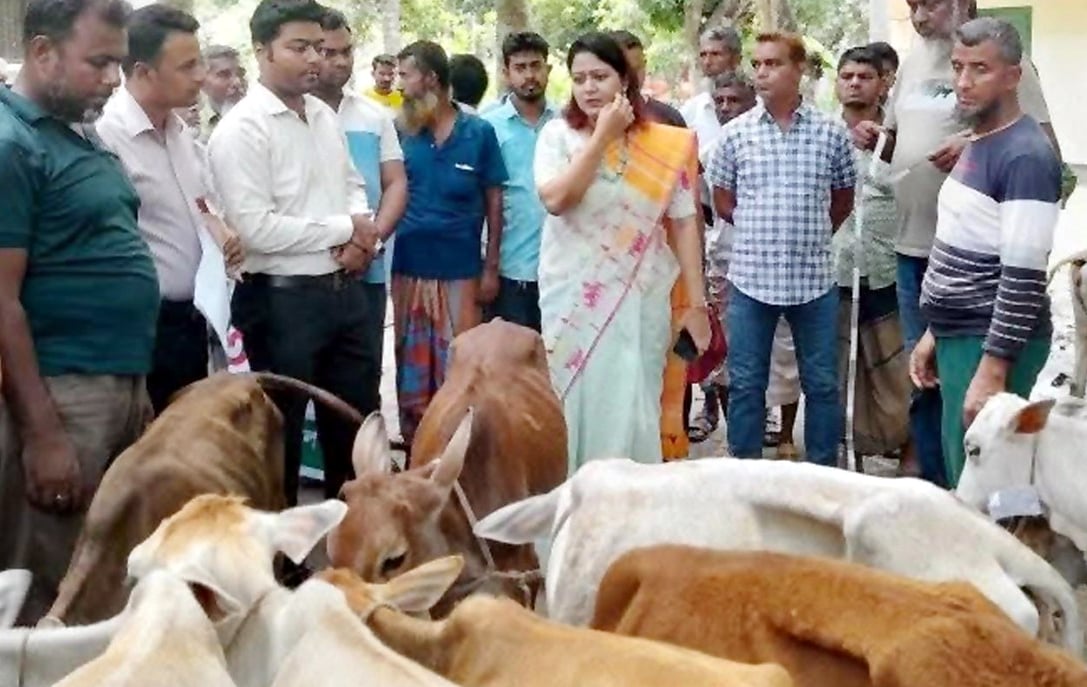 বরিশালে বকনা বাছুরের ওজন কম ও রুগ্ণ হওয়ায় বিতরণ না করে ফেরত