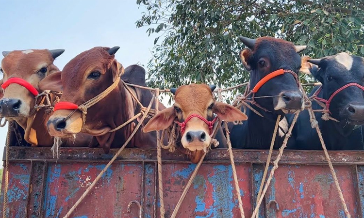 ঈদযাত্রা যানজটমুক্ত করতে পশুবাহী গাড়ি মহাসড়কের বাম পাশ দিয়ে চলবে