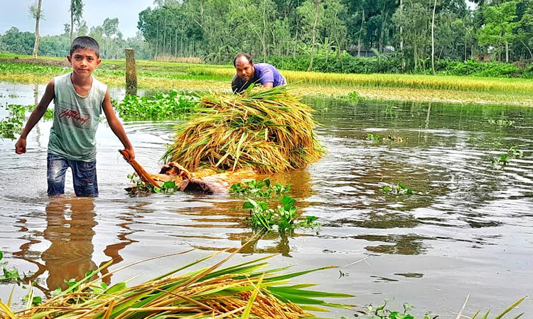 টানা বৃষ্টিতে ডুবে গেছে ফসলি জমি, দিশেহারা কৃষক