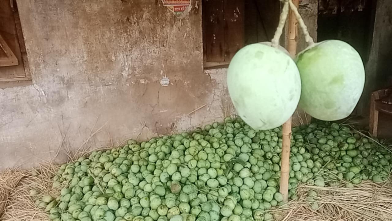 নওগাঁয় আজ থেকে আম পাড়া শুরু 