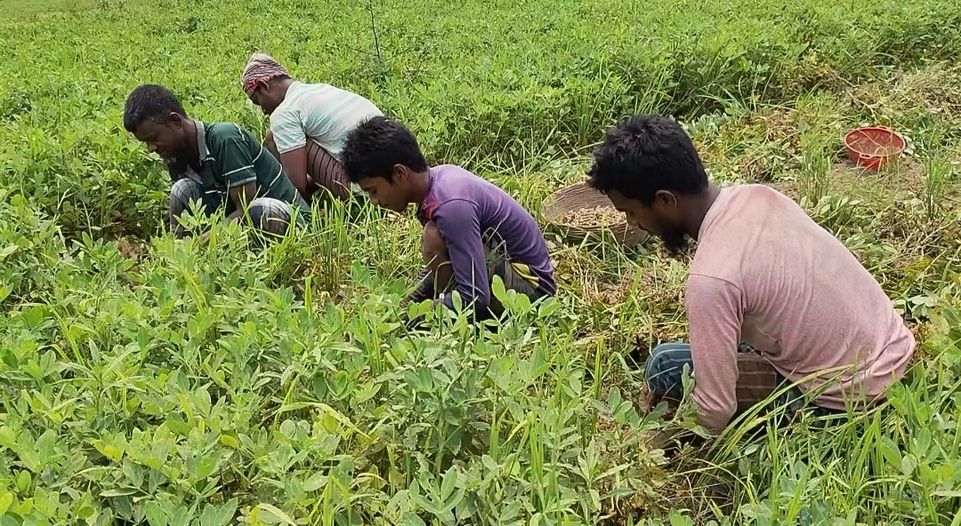 নেত্রকোনায় বাদাম চাষে লাভবান কৃষকরা