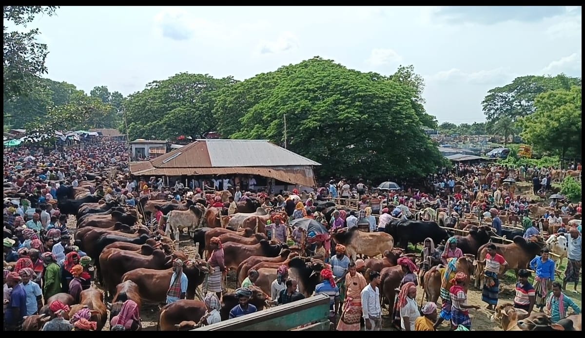 চুয়াডাঙ্গার জমে উঠেছে পশুরহাট, দেশি মাঝারি সাইজের গরুর চাহিদা বেশি 