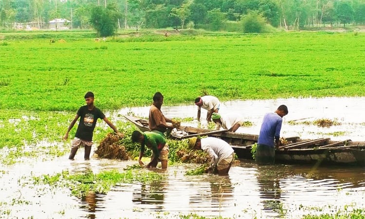 রংপুরে পানির নিচে বাদাম, বিপাকে কৃষক