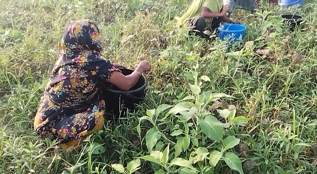 জাপান, অস্ট্রেলিয়া ও কোরিয়া যাচ্ছে পটুয়াখালীর মুগ ডাল