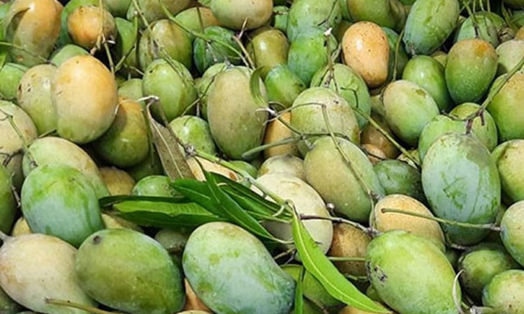 ২৮ মে চীনে আমের প্রথম চালান পাঠাবে বাংলাদেশ