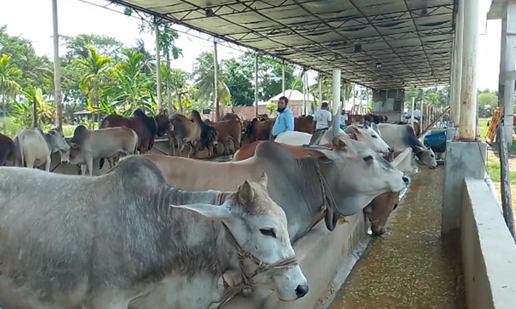 নড়াইলে কোরবানির জন্য প্রস্তুত ৫৫ হাজার পশু